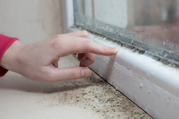Best Attic Mold Removal  in Fords Prairie, WA