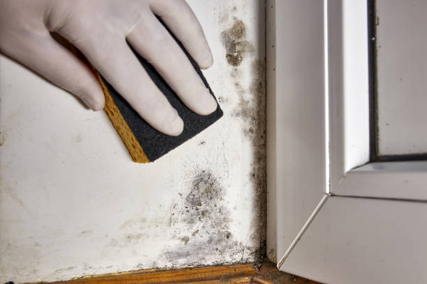 Best Basement Mold Removal  in Fords Prairie, WA