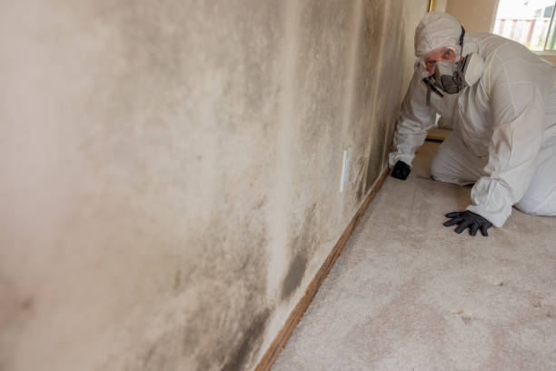 Professional Mold Removal in Fords Prairie, WA